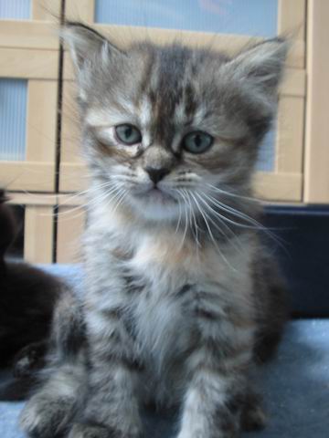 Tabby.jpg
