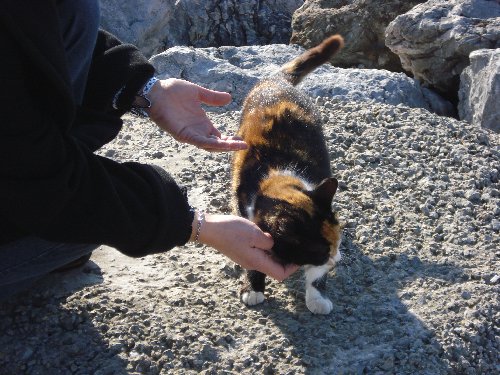 DIESE KÄTZCHEN HABEN WIR BEIM SPAZIEREN GEFUNDEN