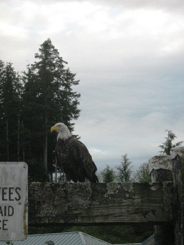 weißkopfseeadler