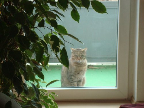 ...sitzt die Mietzekatze von der Tante Verena